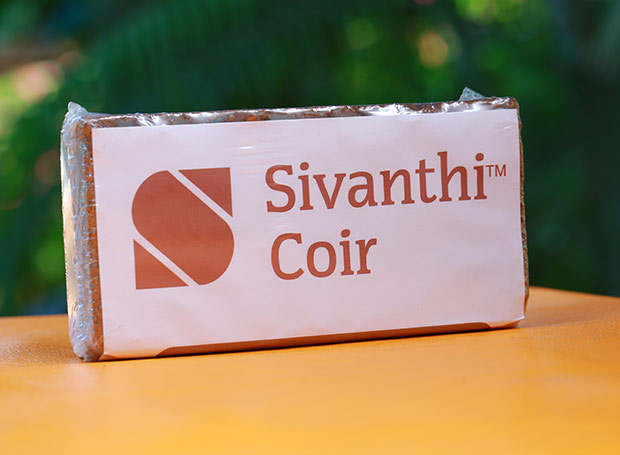 Sivanthi Joe Coirs