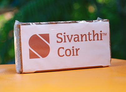 Sivanthi Joe Coirs